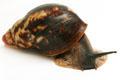 Archachatina marginata ssp Cameroon 5 adult